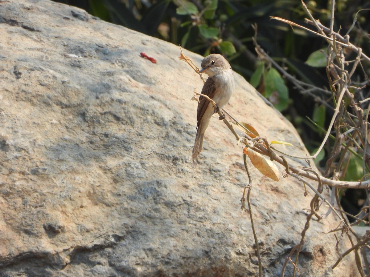 lejsek pustinný - ML644739118