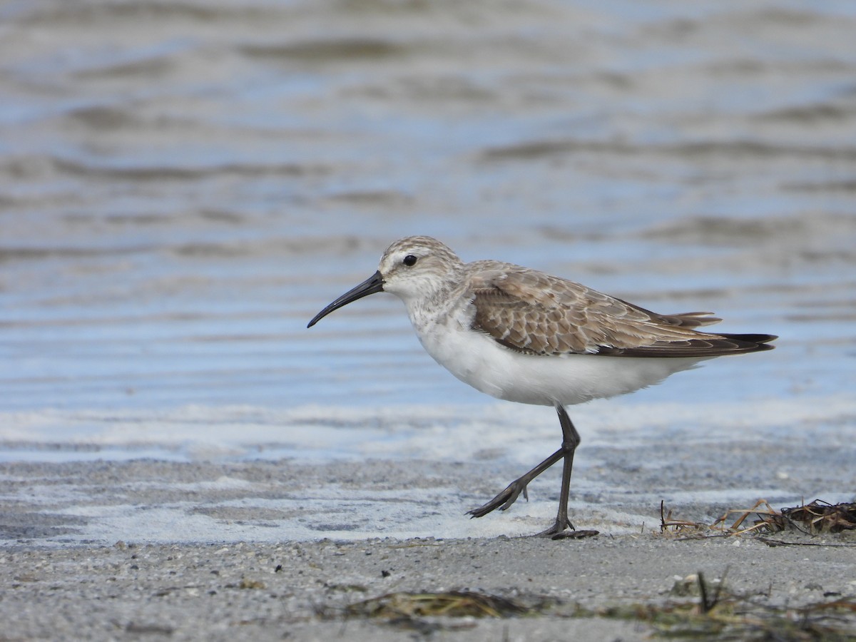 Txirri kurlinta - ML644739127