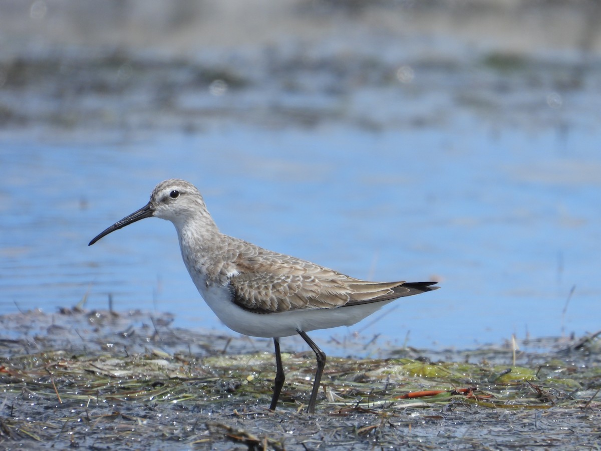 Txirri kurlinta - ML644739155