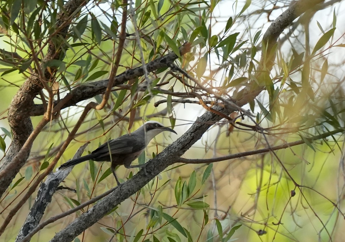 gråkronelarmtrost - ML644739166