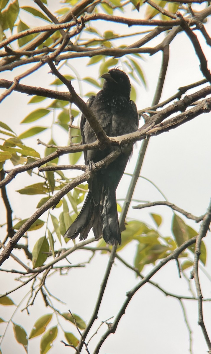 髮冠卷尾 - ML644739171