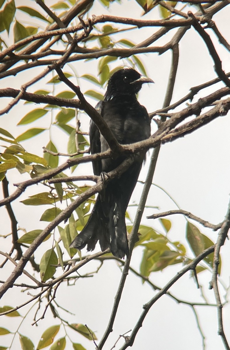 髮冠卷尾 - ML644739172