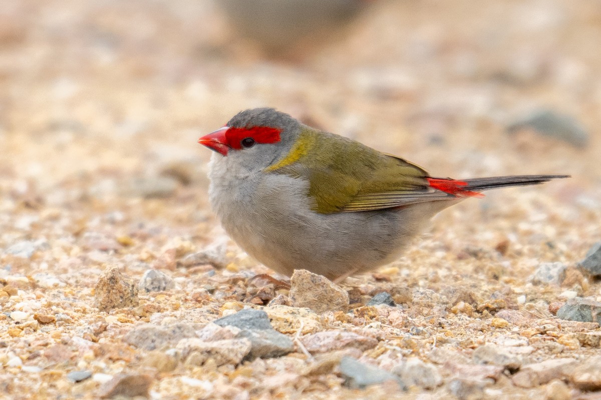 Red-browed Firetail - ML644739188