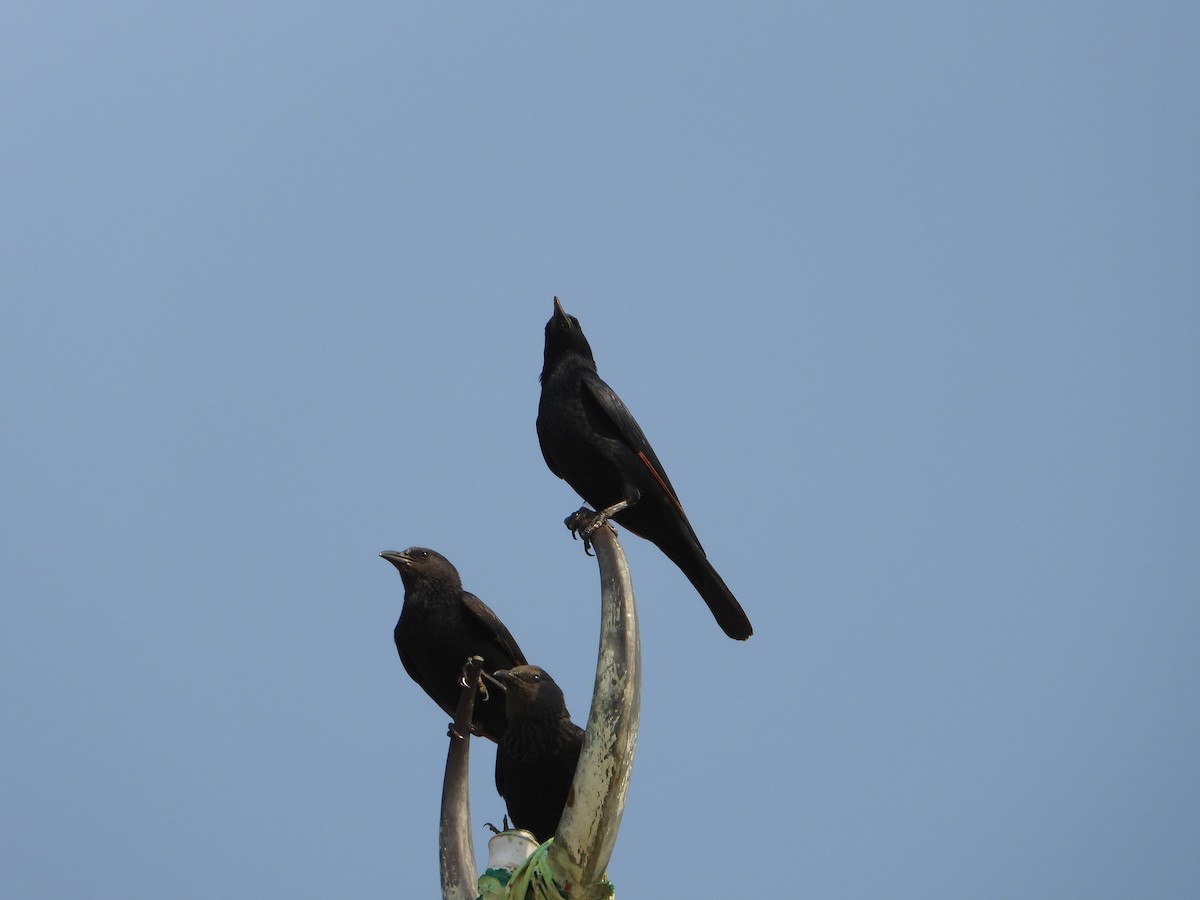 špaček Tristramův - ML644739196