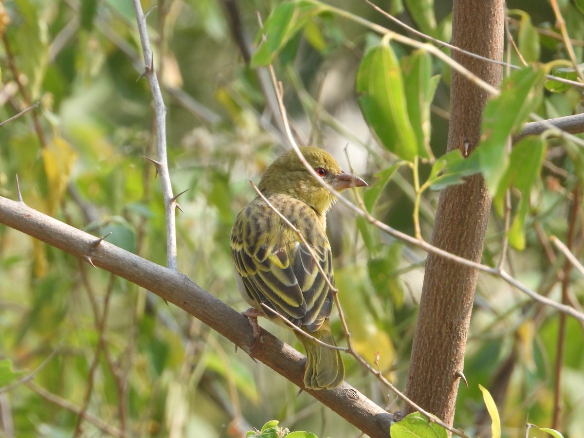 Rüppell's Weaver - ML644739204