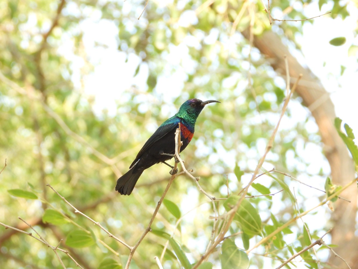 strdimil arabský - ML644739242