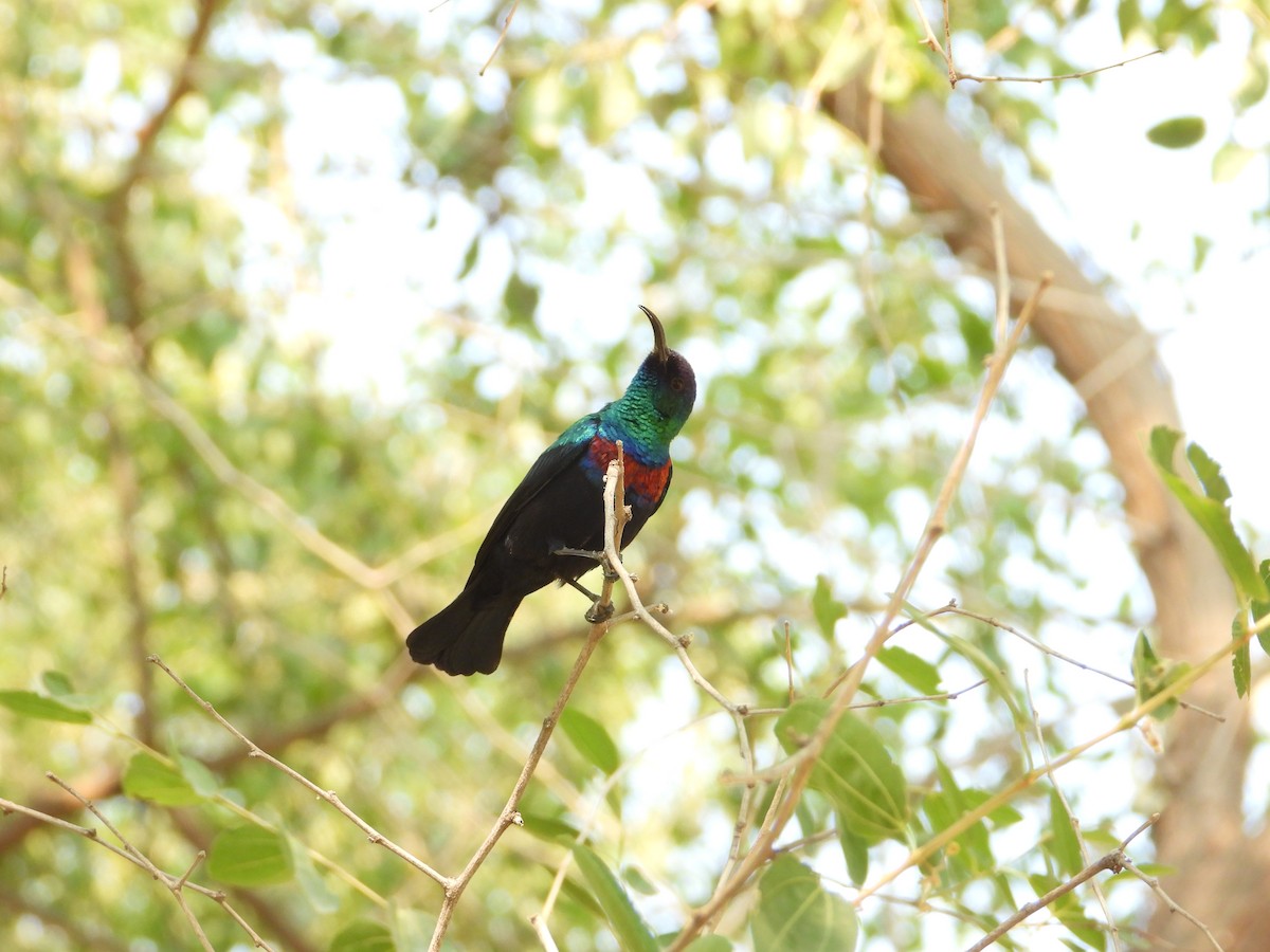 strdimil arabský - ML644739243