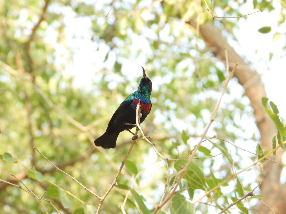 strdimil arabský - ML644739245