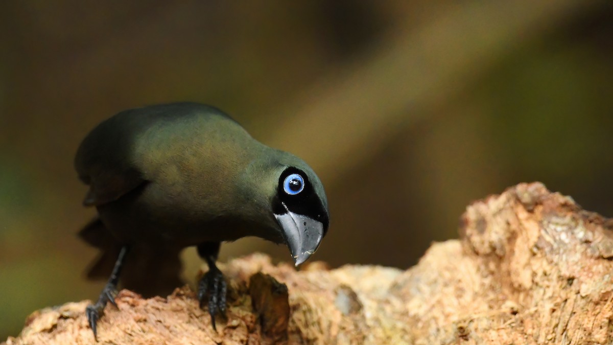 クロラケットオナガ - ML644739246