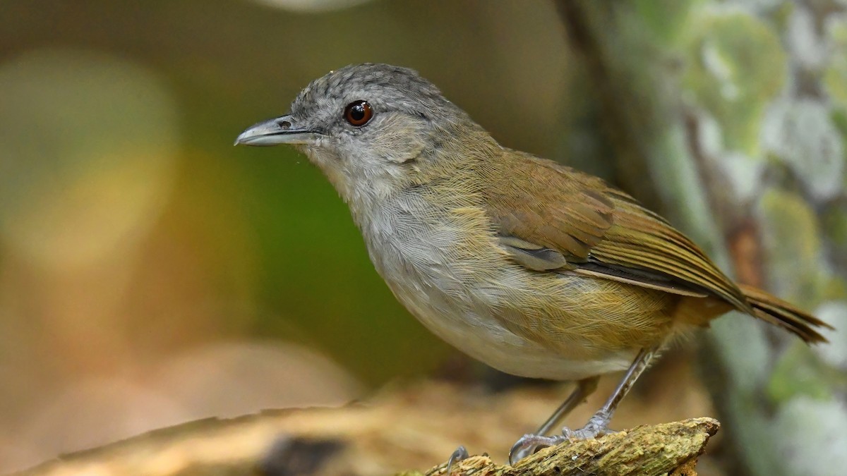 Horsfield's Babbler - ML644739251