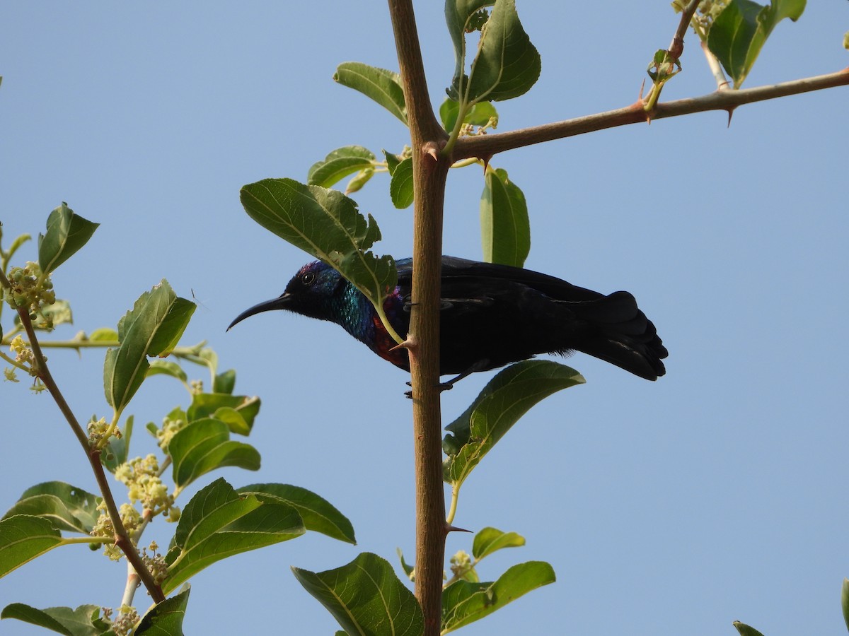 strdimil arabský - ML644739268