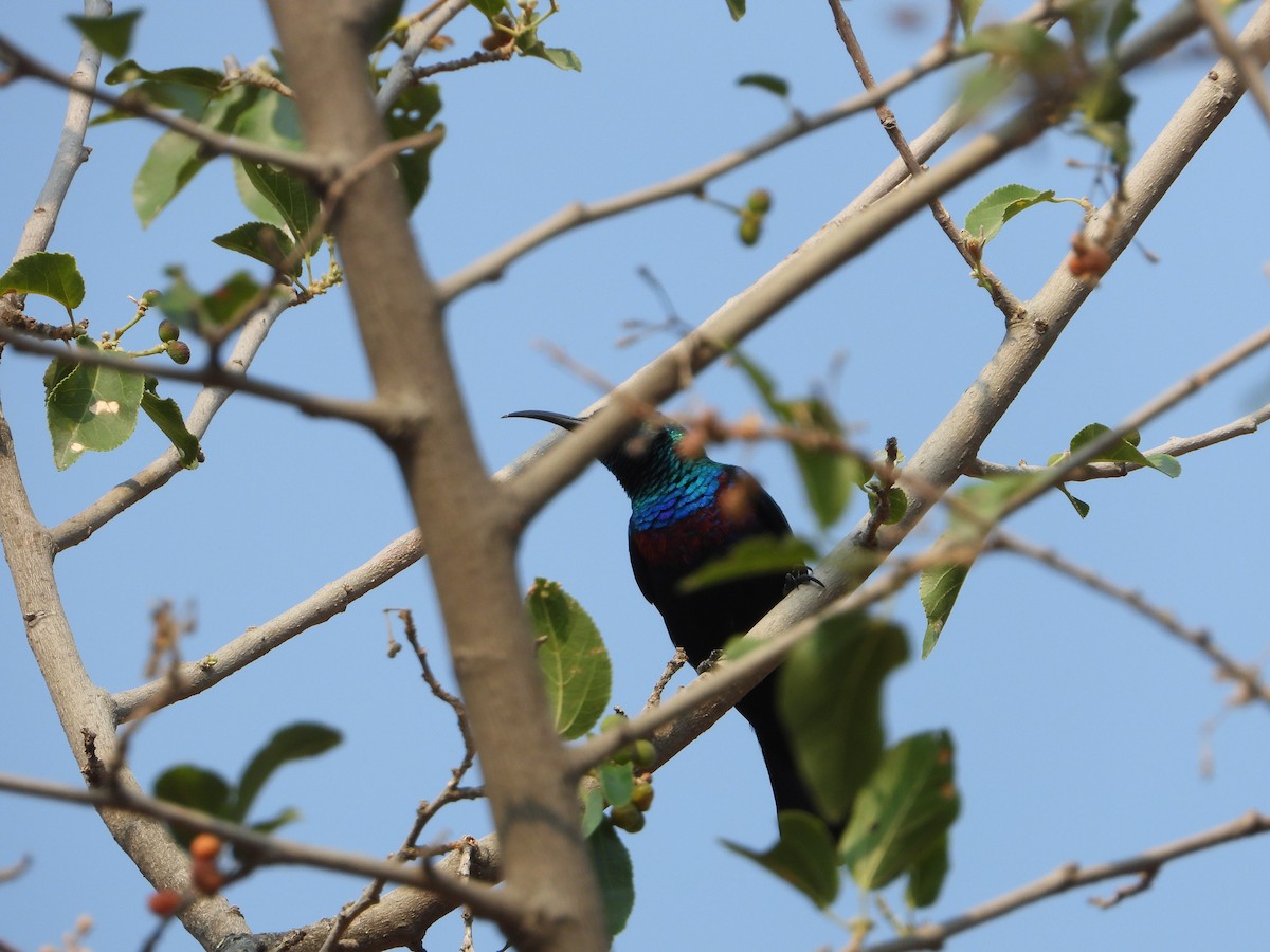 strdimil arabský - ML644739269