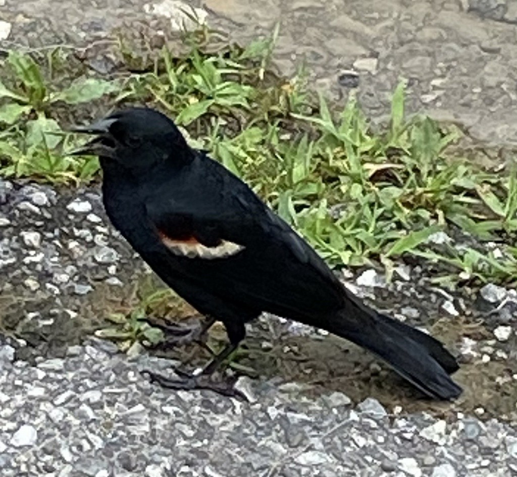 vlhovec červenokřídlý - ML644739277