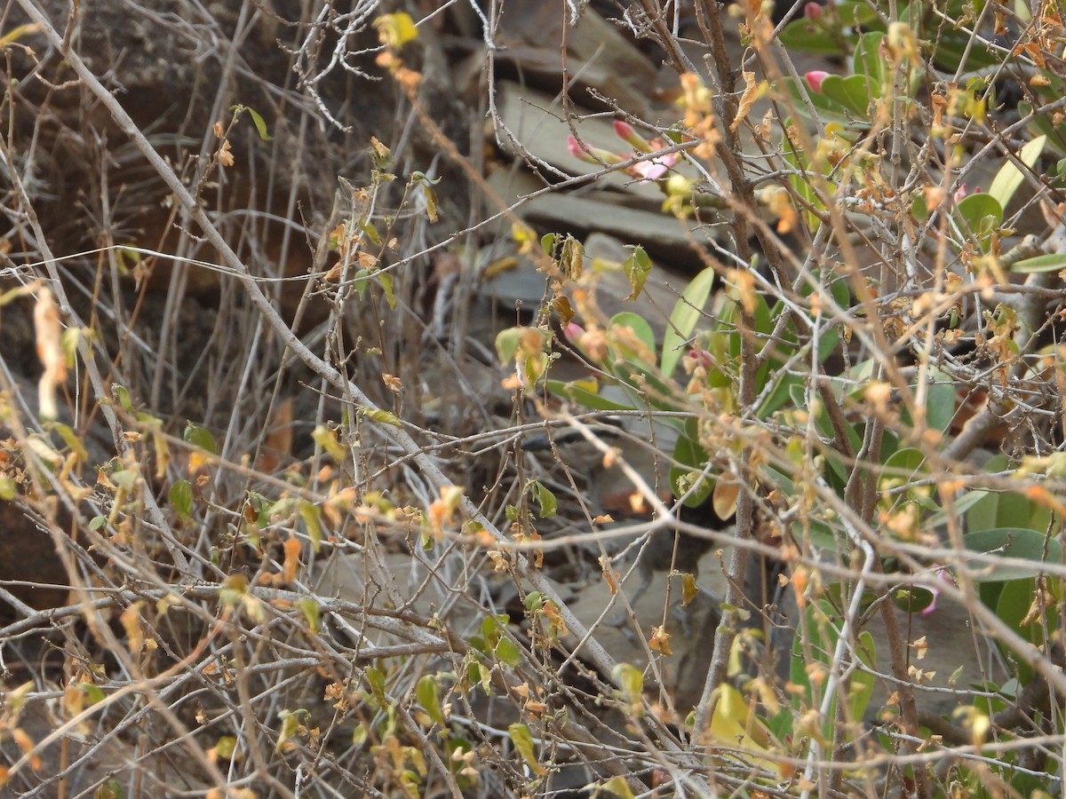 čagra černotemenný - ML644739279