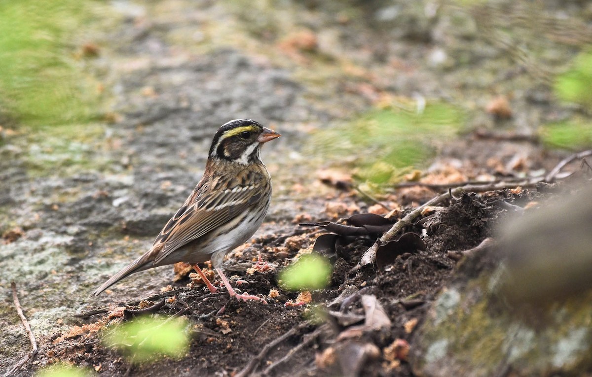 Желтобровая овсянка - ML644739282