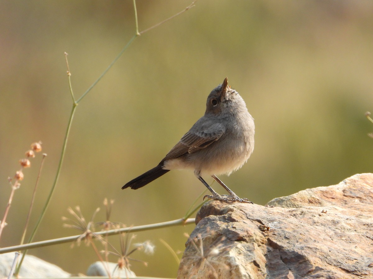 skalníček černoocasý - ML644739287