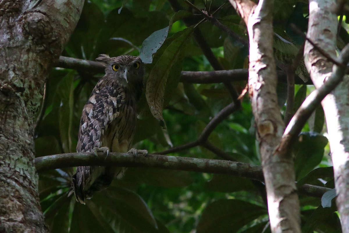 Grand-duc brun - ML644739294