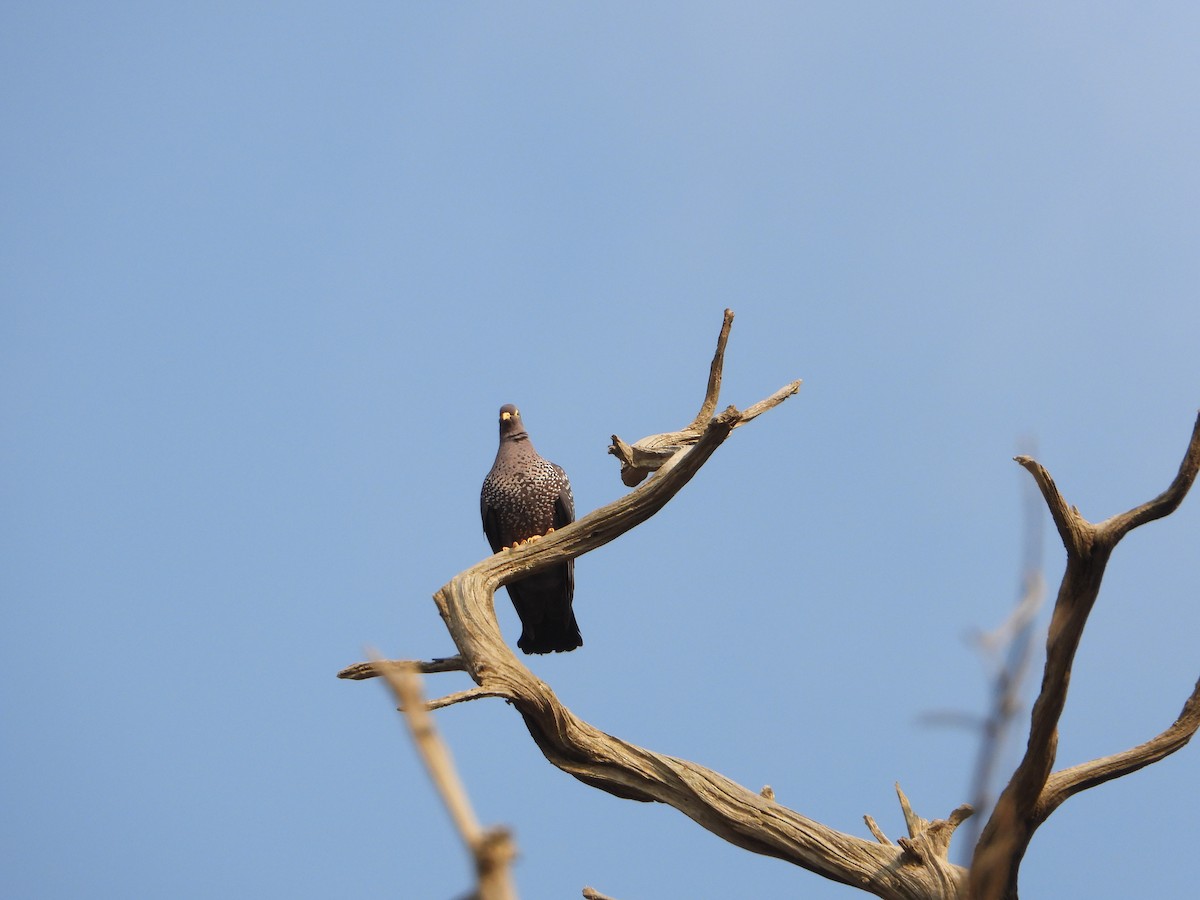 holub olivový - ML644739299