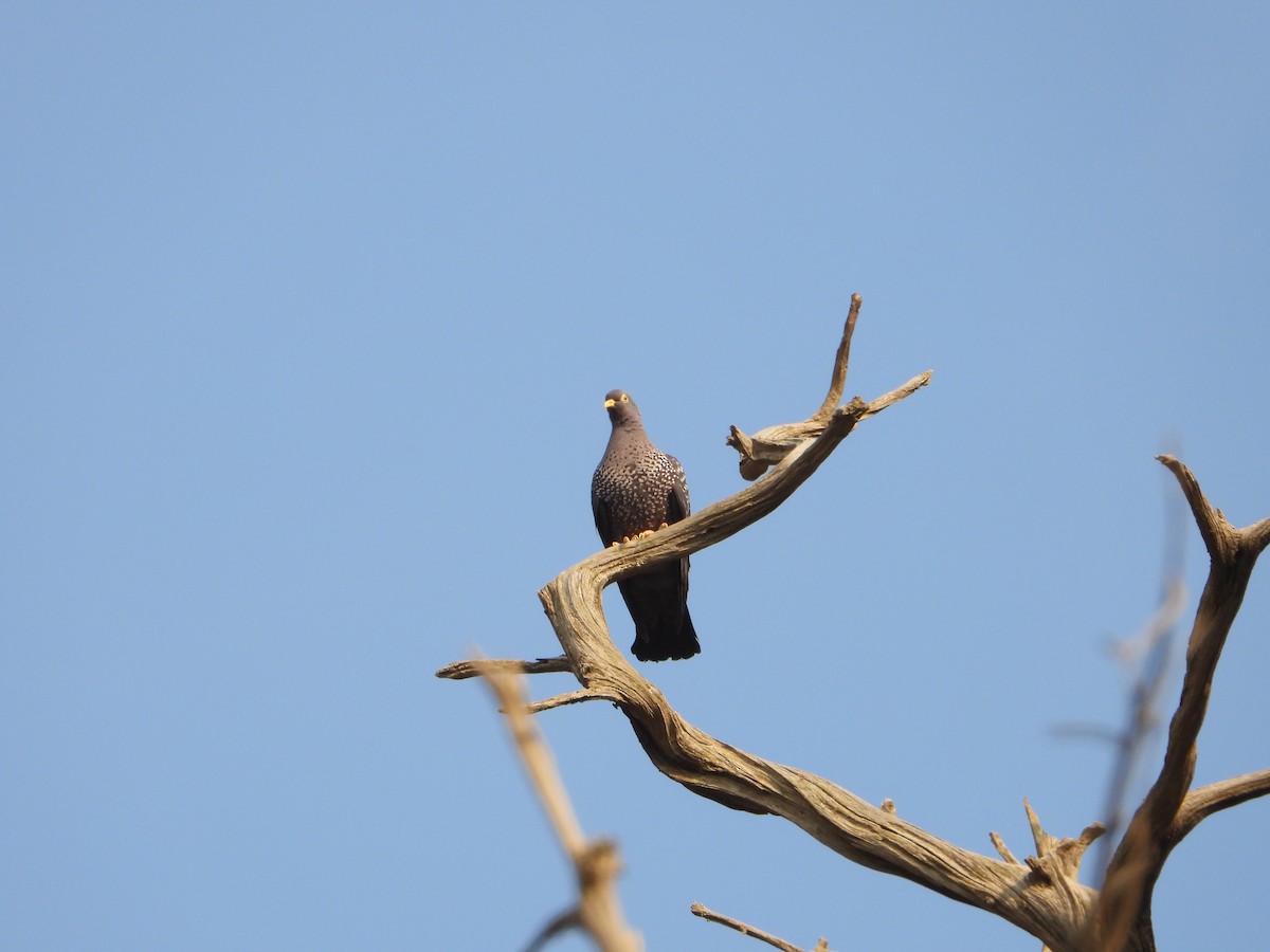 holub olivový - ML644739308