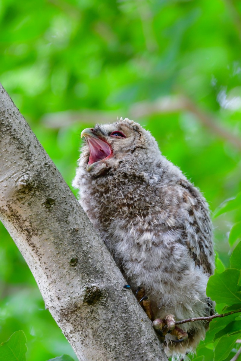 Allocco degli Urali - ML644739313