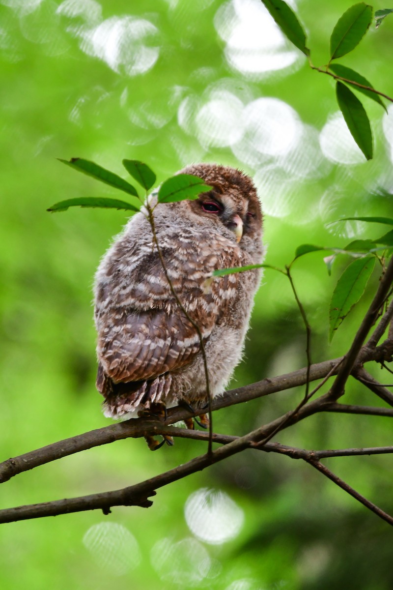 Allocco degli Urali - ML644739314