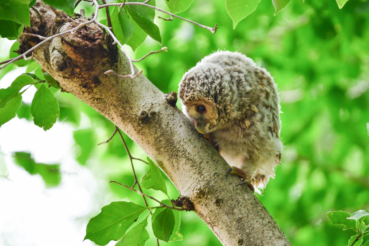 Allocco degli Urali - ML644739315