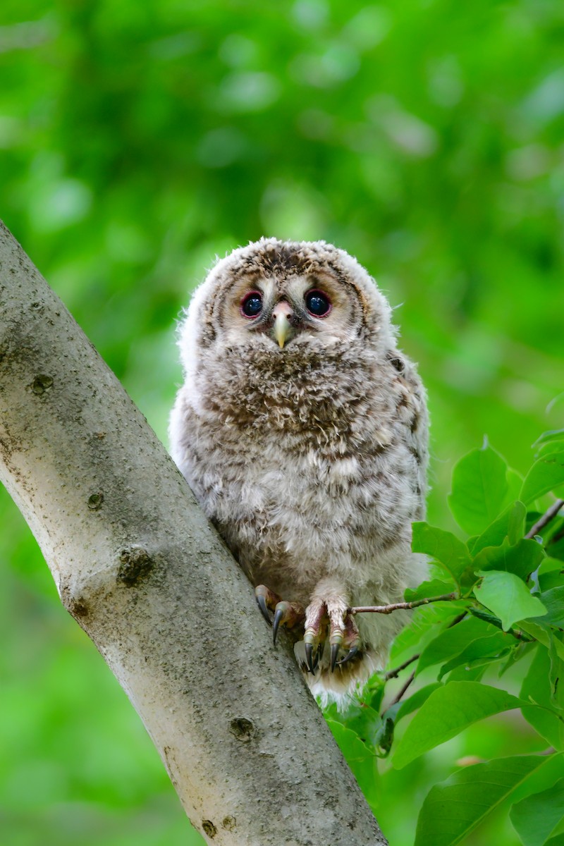 Allocco degli Urali - ML644739316