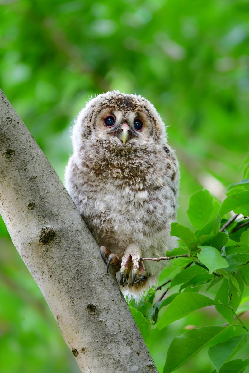 Allocco degli Urali - ML644739317