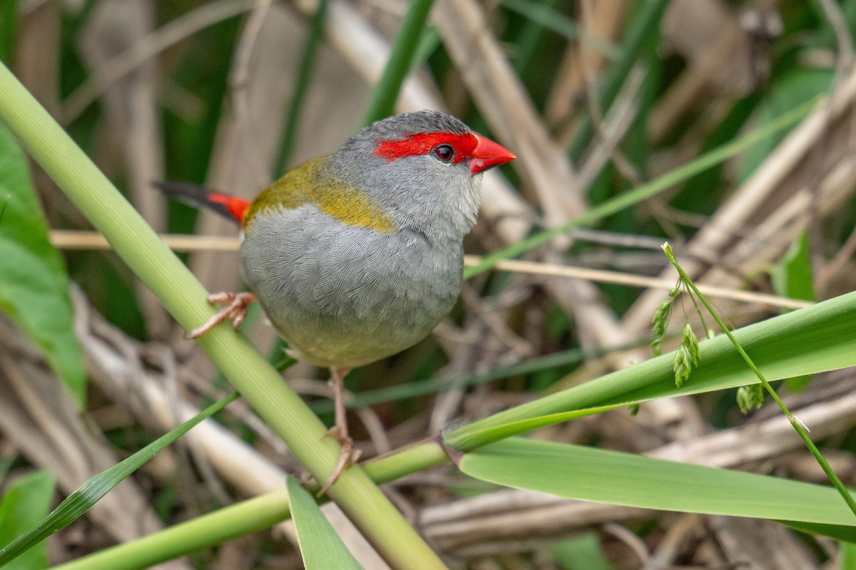 Red-browed Firetail - ML644739322