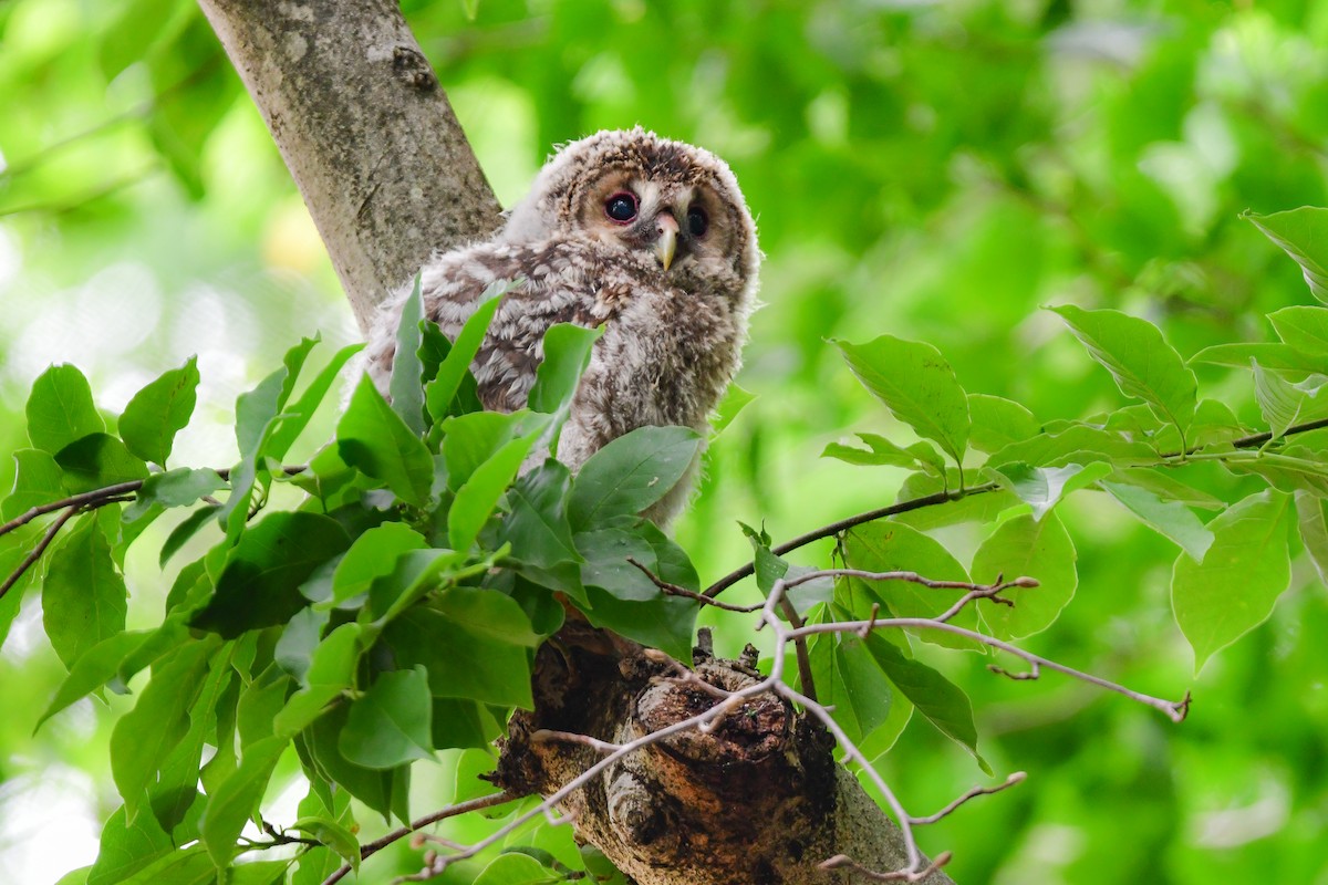 Allocco degli Urali - ML644739326