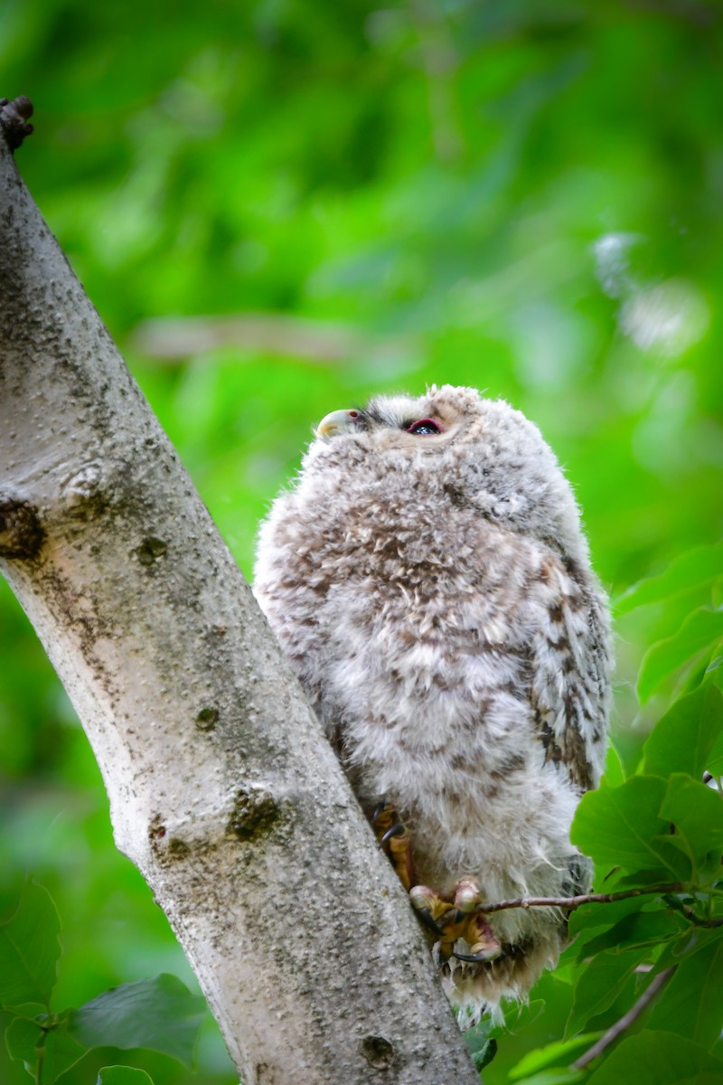 Allocco degli Urali - ML644739333