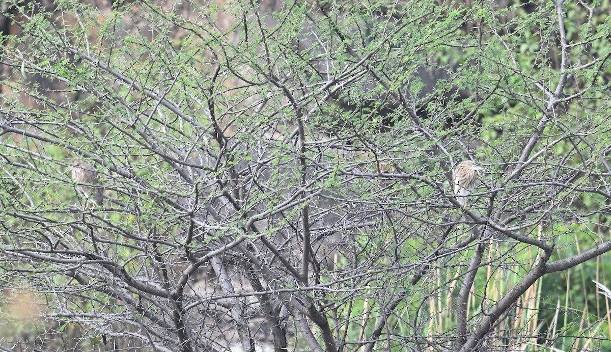 Paddyreiher - ML644739349