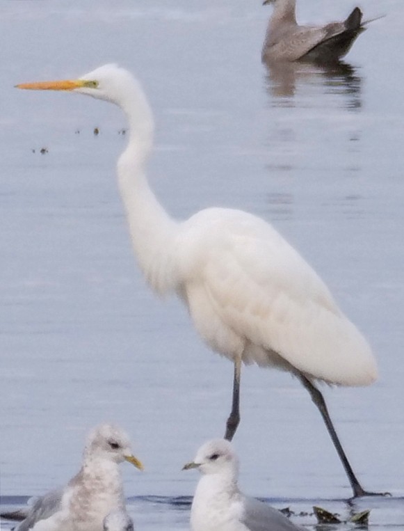 Great Egret (alba) - ML644739352