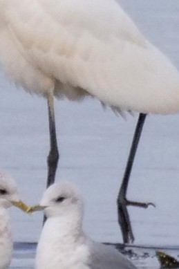 Great Egret (alba) - ML644739353