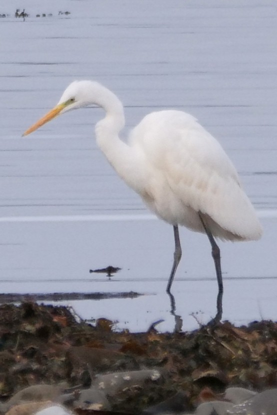 Great Egret (alba) - ML644739354
