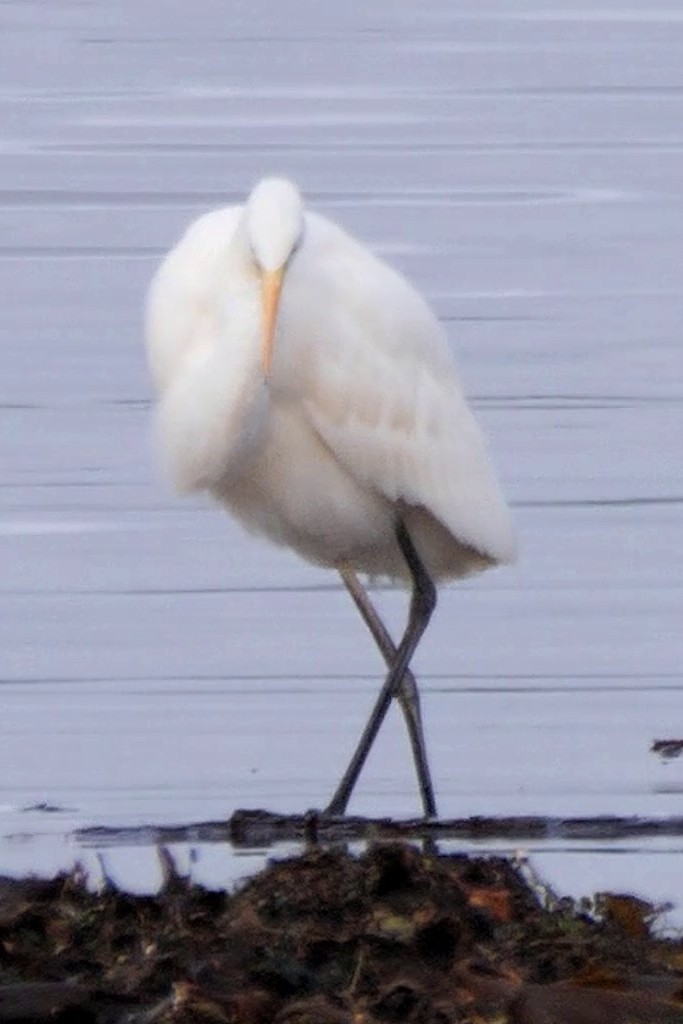Great Egret (alba) - ML644739355