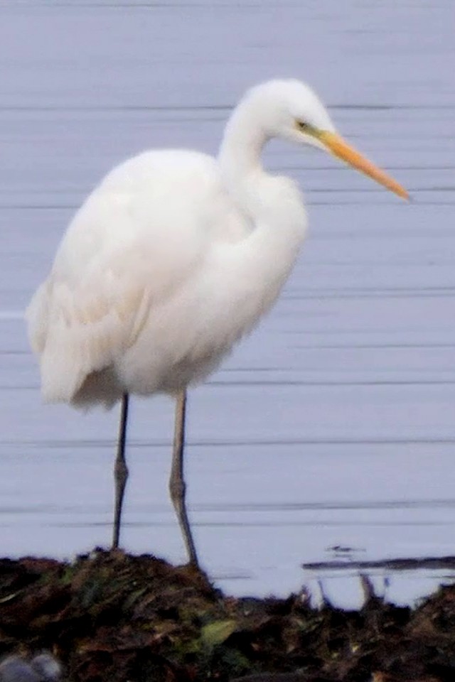 Great Egret (alba) - ML644739356