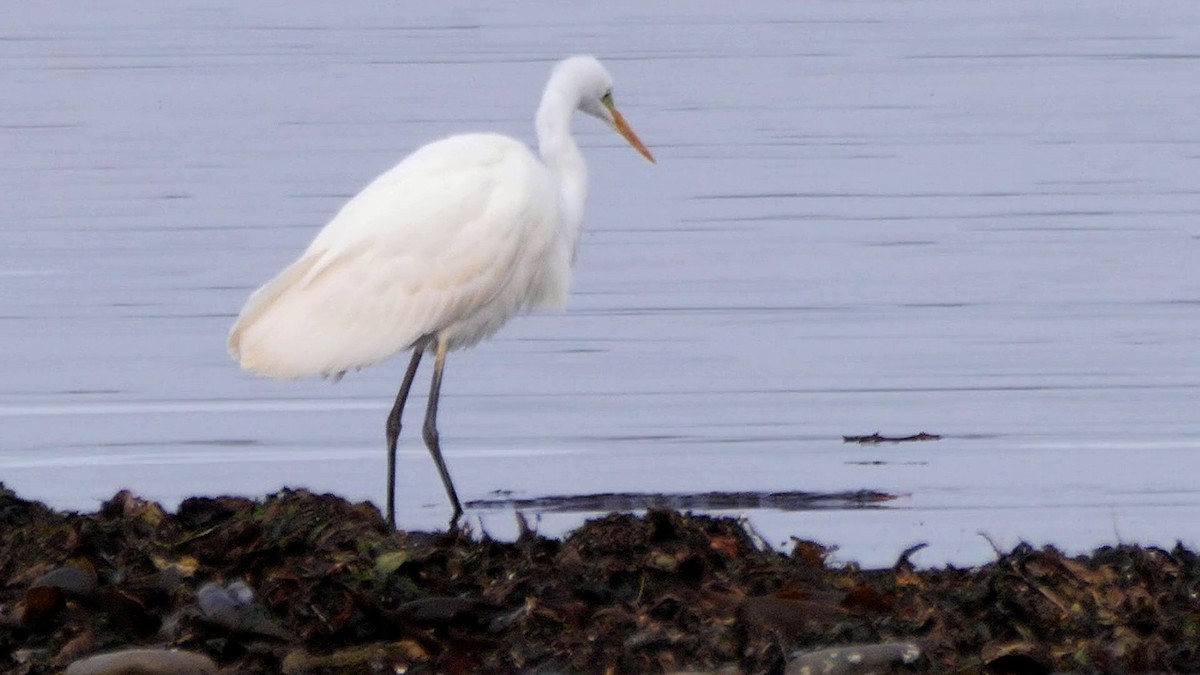 Great Egret (alba) - ML644739357