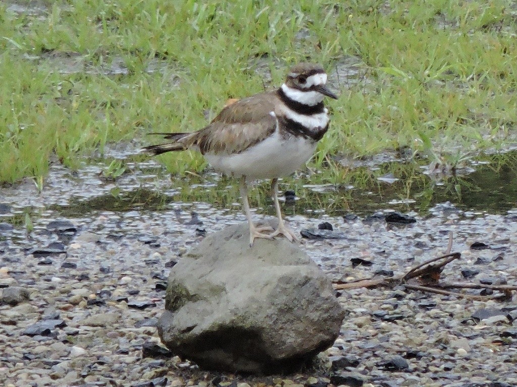 kulík rezavoocasý - ML644739360