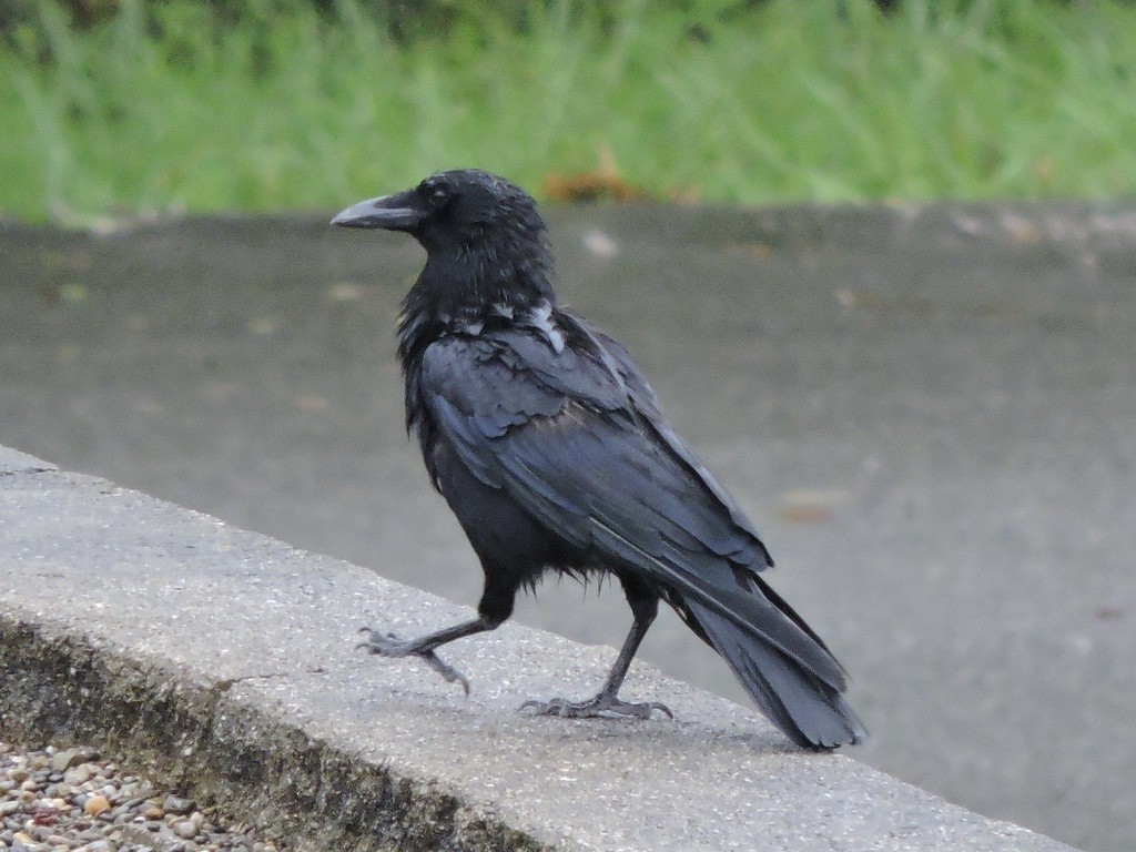 vrána americká - ML644739364
