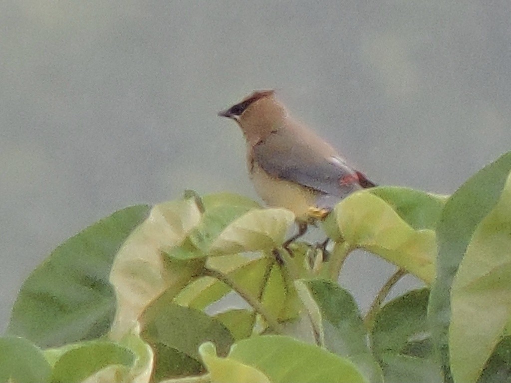 brkoslav americký - ML644739365