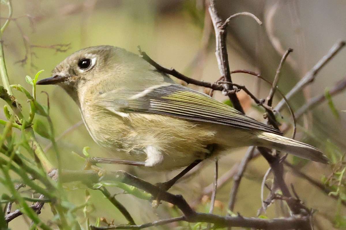 Ruby-crowned Kinglet - ML644739367