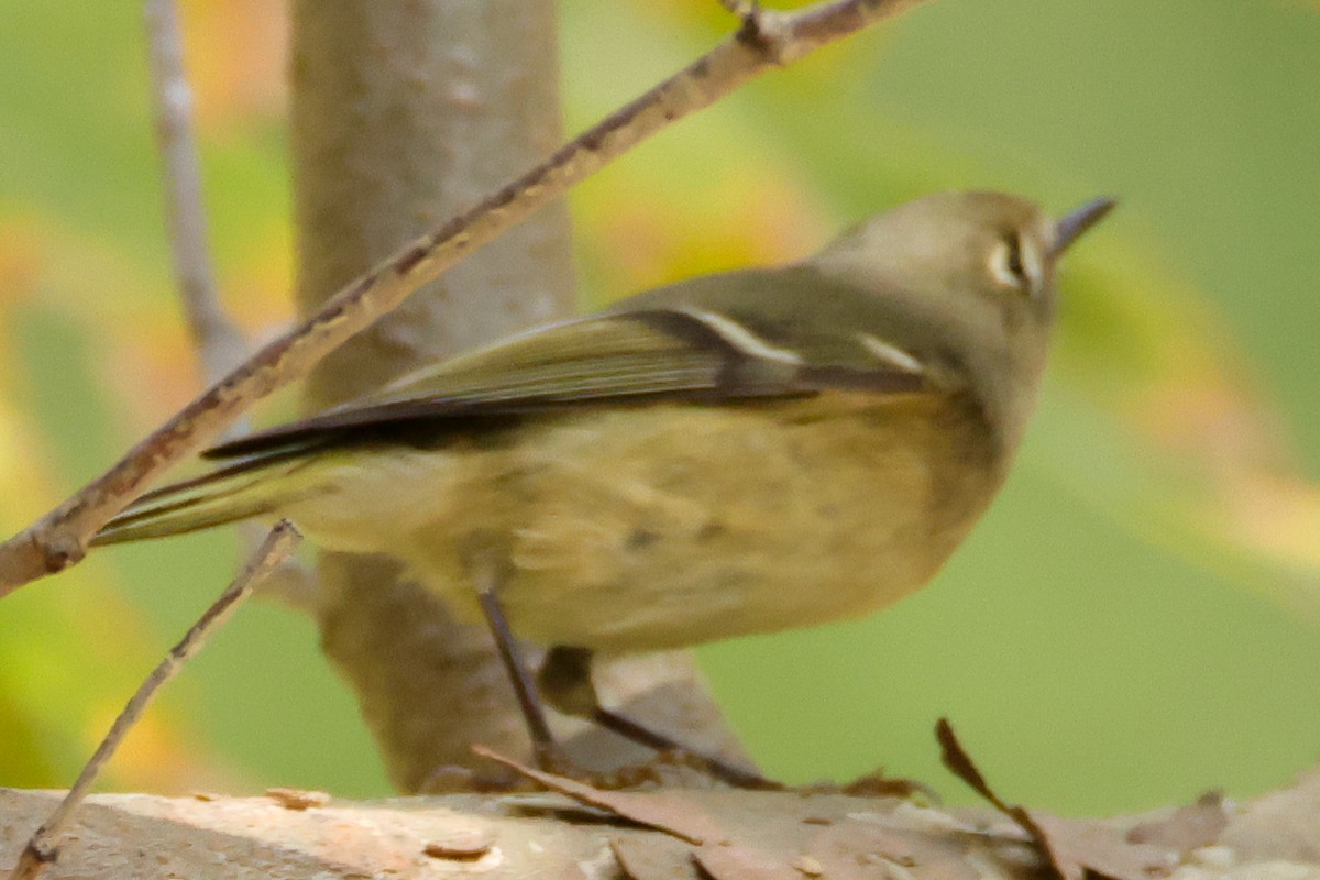 Ruby-crowned Kinglet - ML644739368