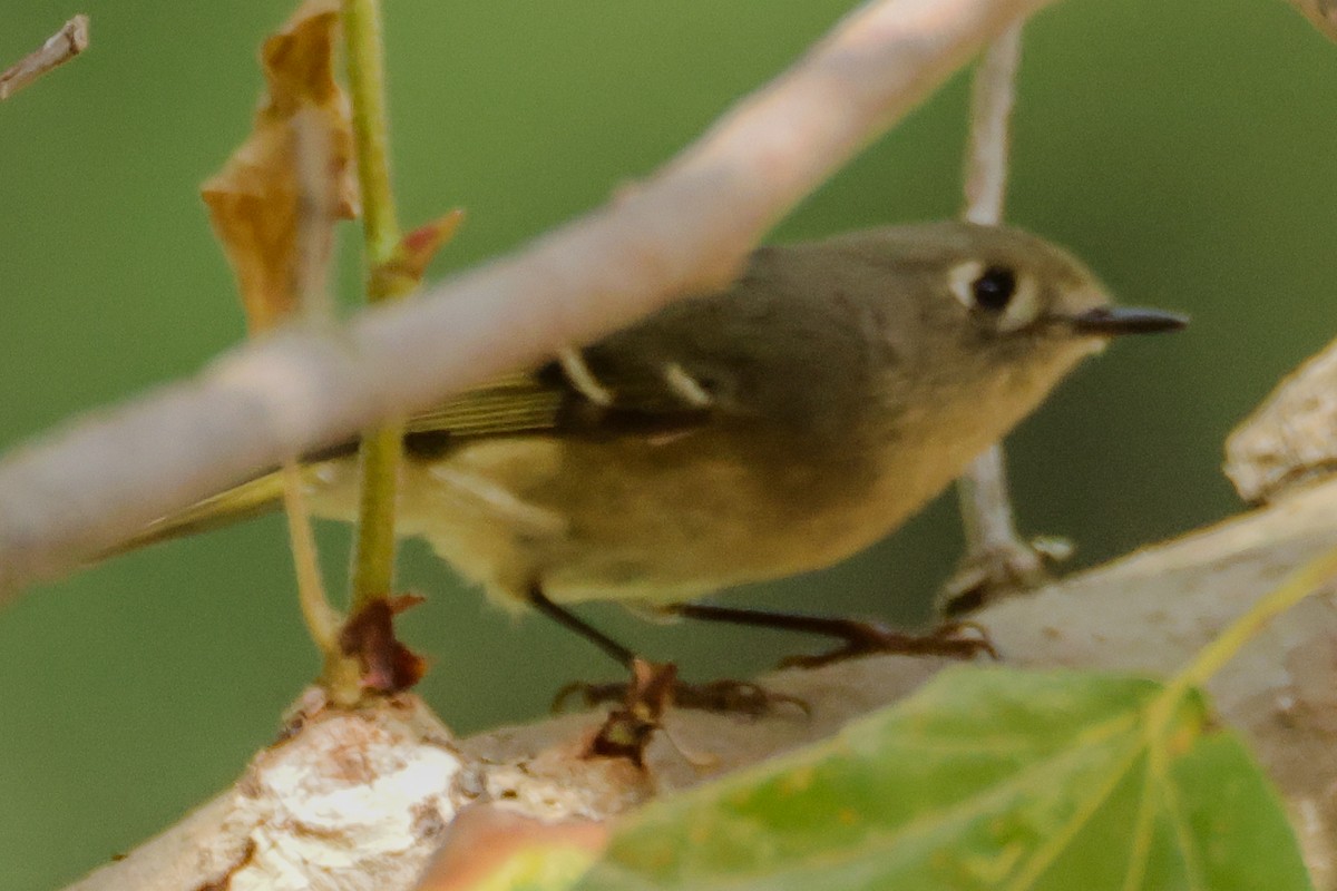 Ruby-crowned Kinglet - ML644739369