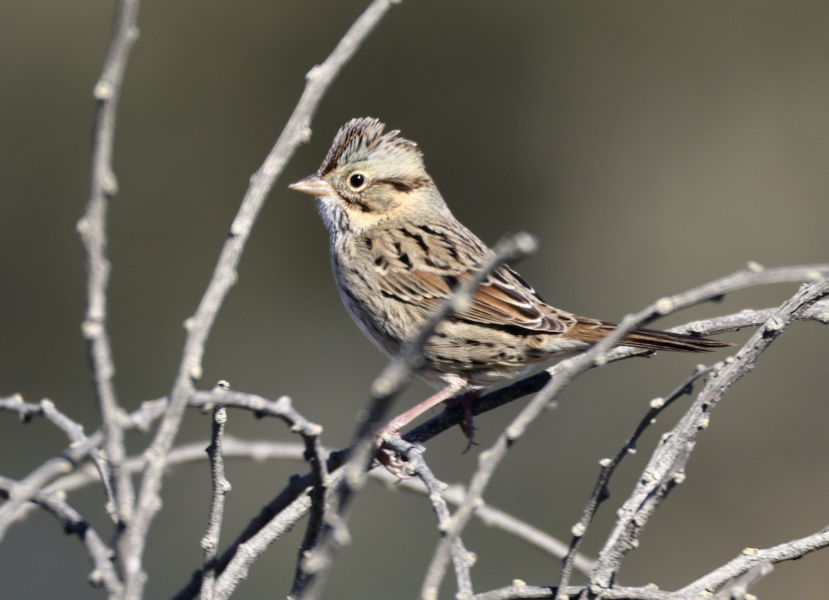 strnadec pruhohlavý - ML644739375