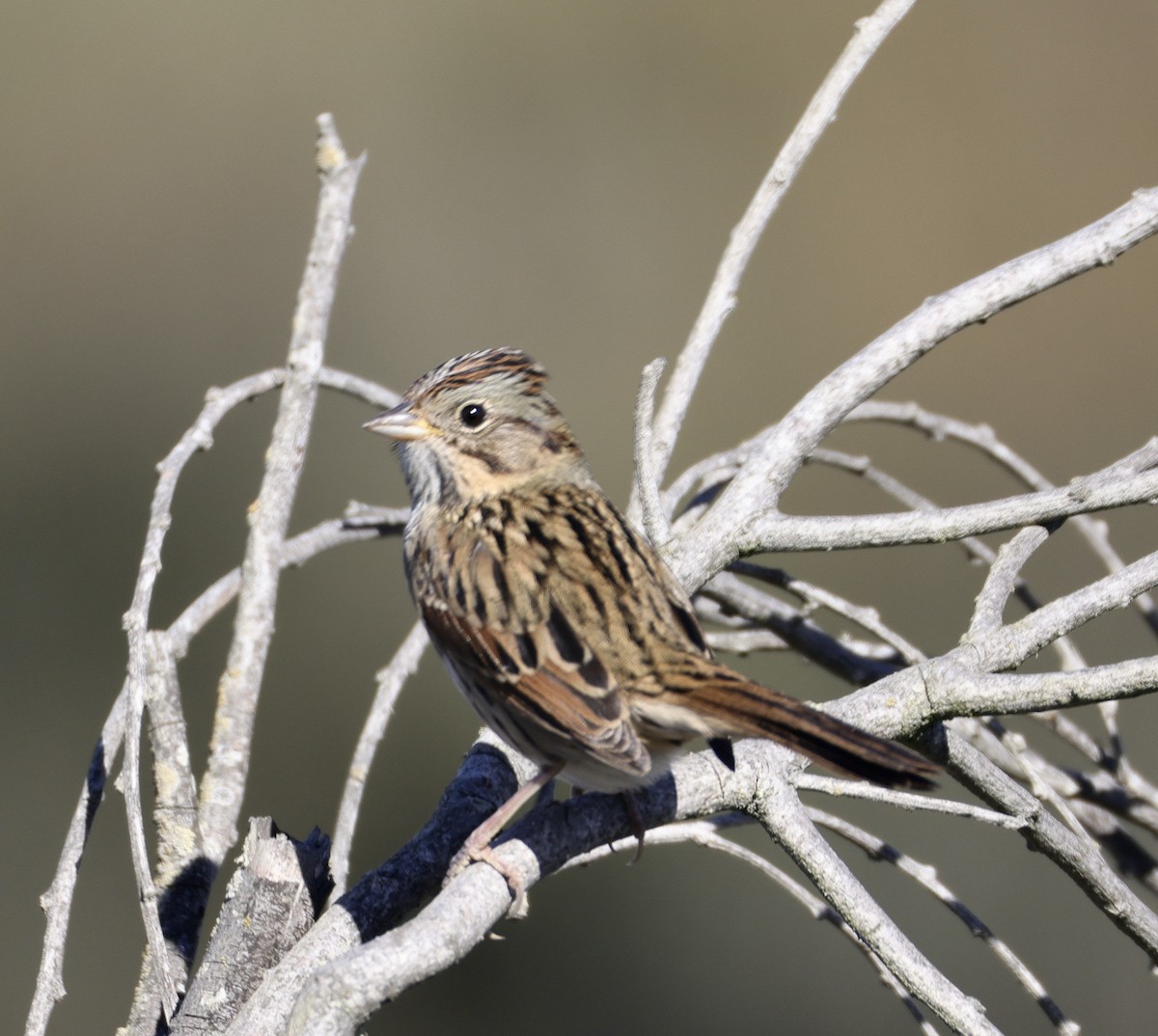 strnadec pruhohlavý - ML644739377