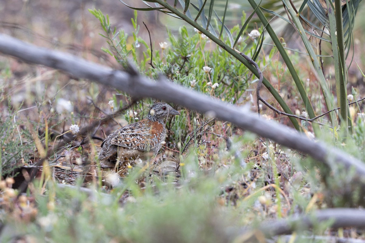 perepel rudooký - ML644739392