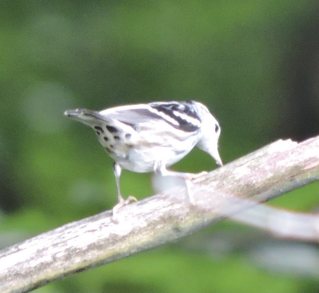 lesňáček černobílý - ML644739410