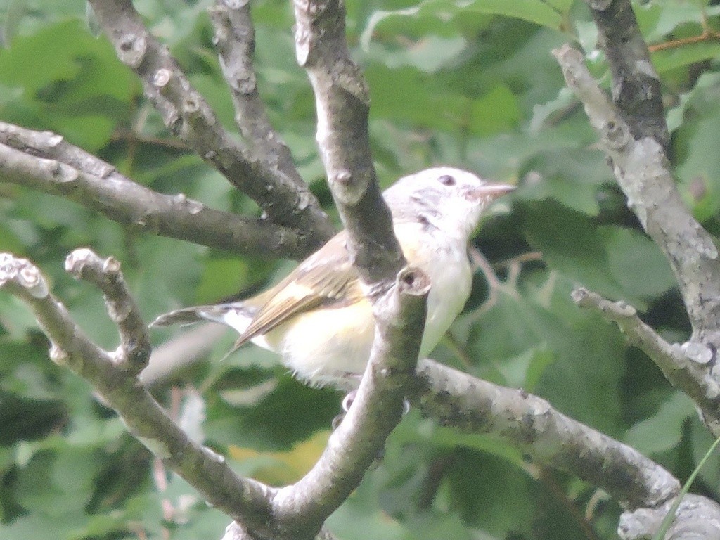 lesňáček lejsčí - ML644739412