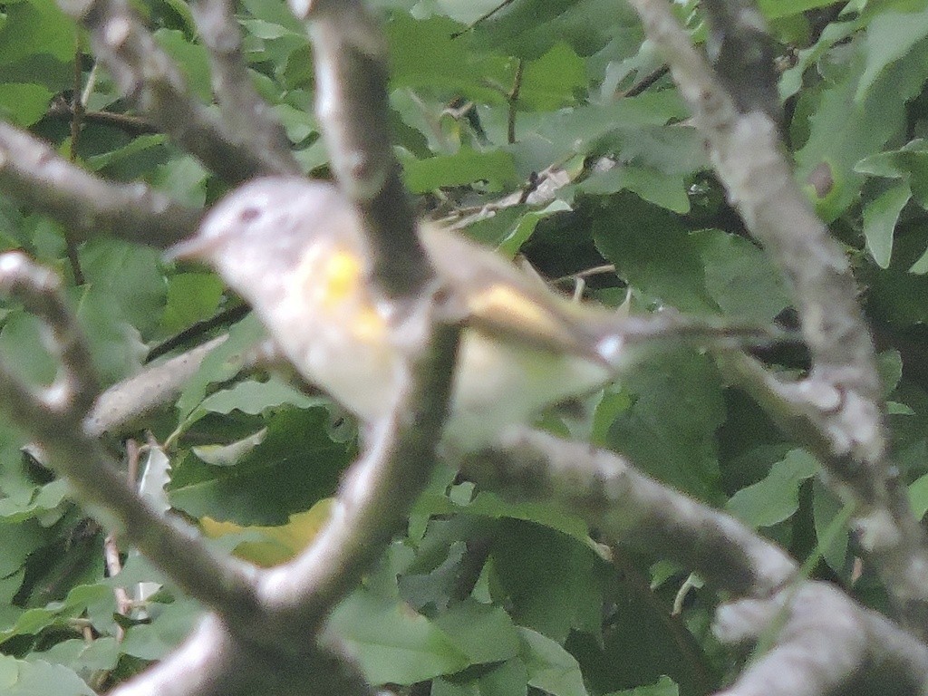 lesňáček lejsčí - ML644739413